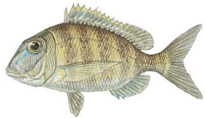 Jolthead Porgy